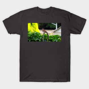 Male House Sparrow T-Shirt